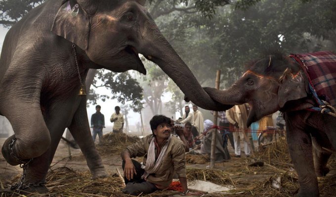 Ярмарка животных в Индии (23 фото)