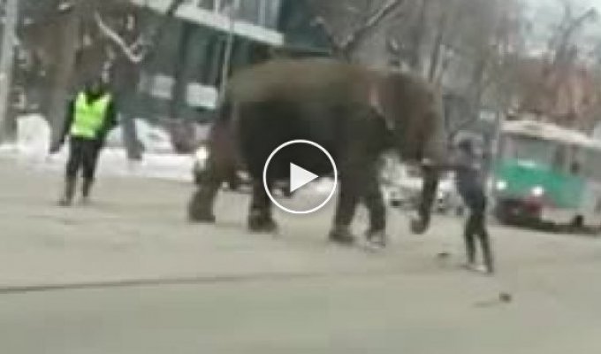 В Екатеринбурге двух цирковых слонов готовили к перевозке в другой город (мат)