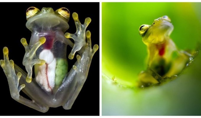 Чудо природы: стеклянная лягушка (4 фото)
