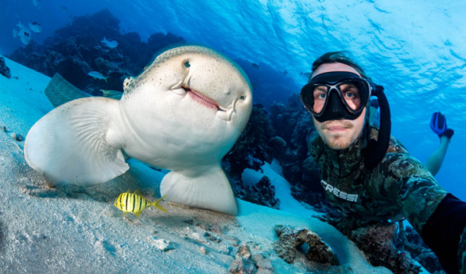 Акула-нянька: Няньки вышли на охоту. Почему странных акул назвали так смешно? (12 фото)