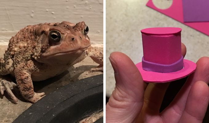 Парень из Алабамы шьет шляпки для жабы! (8 фото)