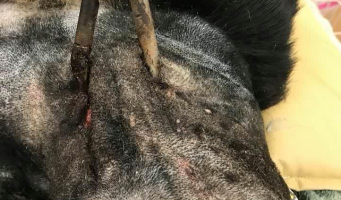 Вместо ошейника нелюди загнали под кожу собаки карабин (3 фото)