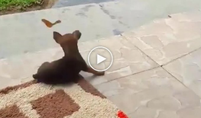 Милая и беззаботная игра щенка с бабочкой