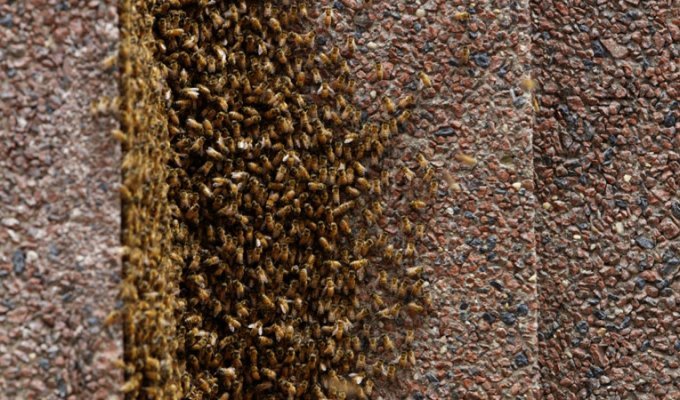 Небоскреб в Нью-Йорке закрыли из-за того, что 20 тысяч пчел устроили в нем улей (3 фото)