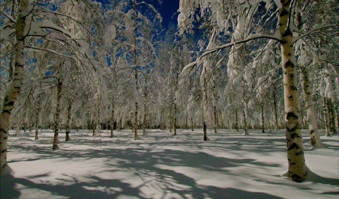 Зимний лес в Швеции (45 фото)