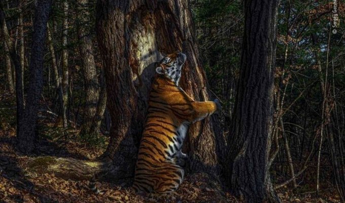 Тигр, обнимающий пихту, стал победителем конкурса фотографий дикой природы (7 фото)