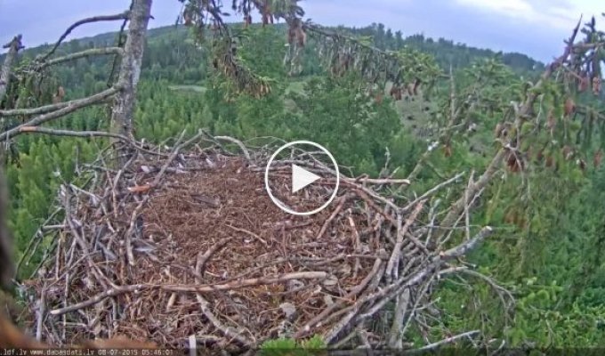 Неудачная посадка молодого орла в гнездо