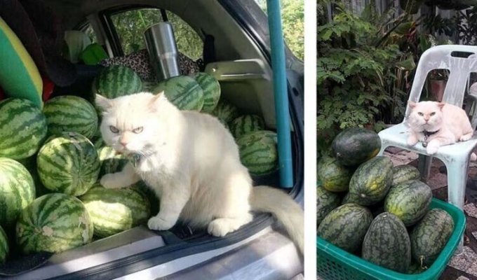 Сердитый кот-охранник с арбузной фермы (12 фото + 1 видео)