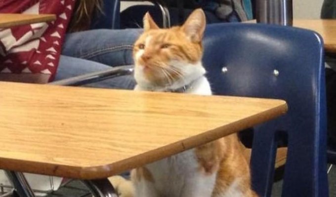 Это единственный в мире кот, который официально признан студентом (13 фото)