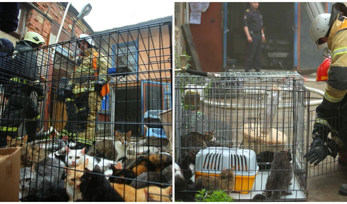 Питерские пожарные спасли 300 кошек и семь собак из горящего приюта (7 фото)