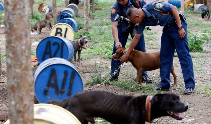 На Филиппинах защитники животных обнаружили собачий “концлагерь” (17 фото)