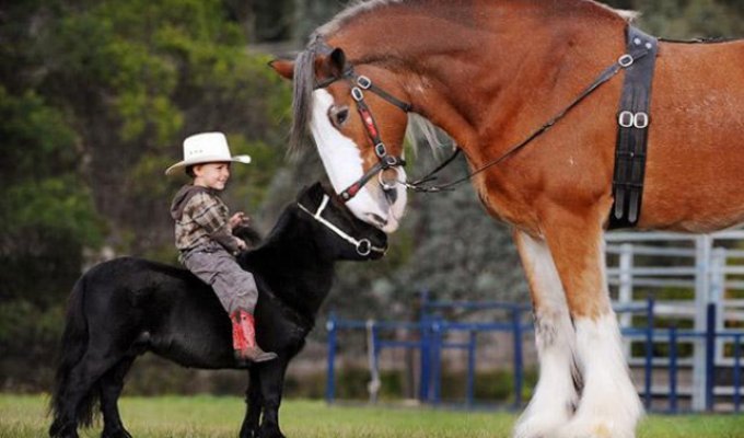 Невероятно очаровательные мини-лошади (27 фото)