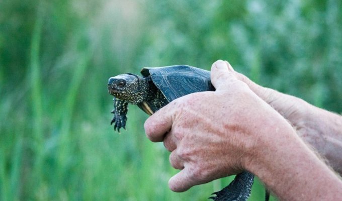 Как черепахи обзавелись панцирем и стали теми, кто они есть (20 фото)