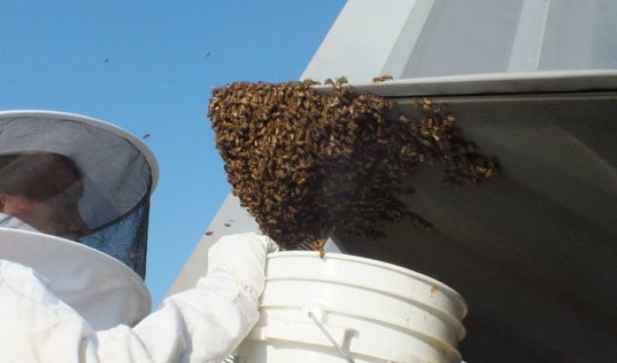 Пчелы атаковали самый дорогой истребитель в мире