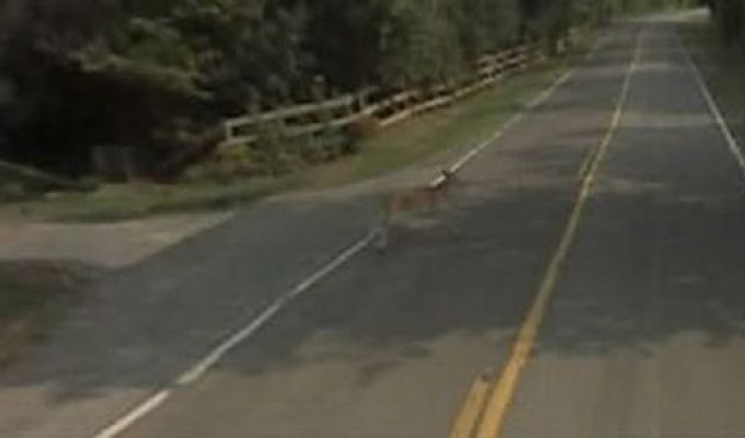 Необычные кадры на Google Street View (3 фото)