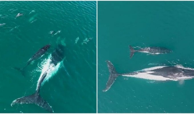 Стая дельфинов помогла китам вернуться на путь миграции (5 фото + 1 видео)