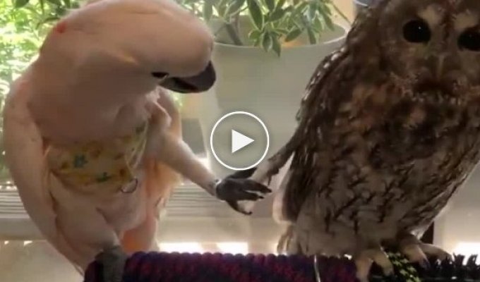Любопытный попугай пытается привлечь внимание равнодушной совы