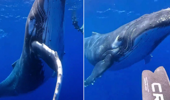 Дайверы столкнулись лицом к лицу с гигантским горбатым китом и запечатлели встречу на видео (5 фото + 1 видео)