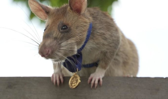 Крысу удостоили медали за "зверскую" храбрость при поиске мин (2 фото)