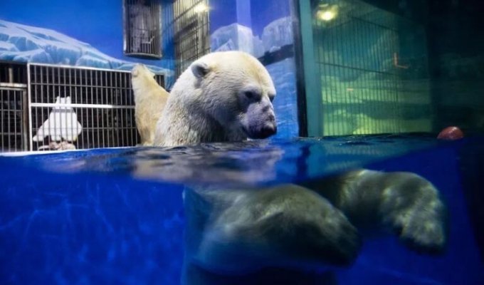 Активисты раскритиковали «отель с белыми медведями» (9 фото)