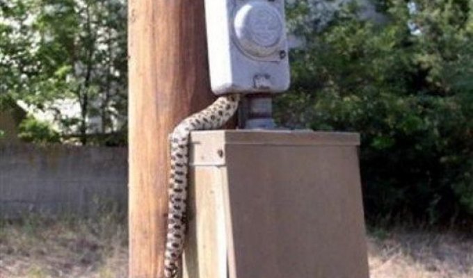 Змея плохо кончила (5 фото)