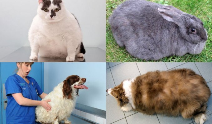 Кролики, собаки и коты – финалисты конкурса похудения (14 фото)