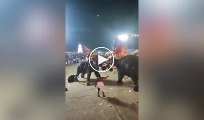 Драка слонов в Индии попала на видео
