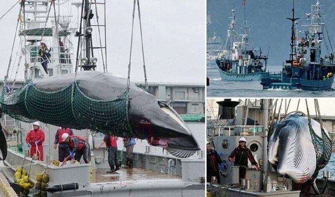 Японцы вновь начинают охоту на китов (5 фото)