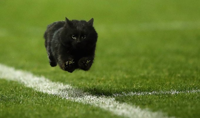 Блогеры отфотошопили "летающего кота", выбежавшего на поле регби (16 фото)