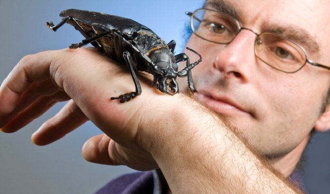 Самые большие насекомые на Земле (14 фото)