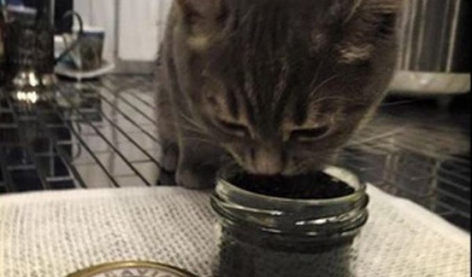 Скандал: Юлия Алферова, член ОП МО, кормит кошку черной икрой (3 фото)