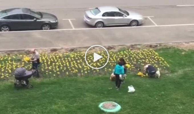 Яжематери собирают тюльпаны в Москве