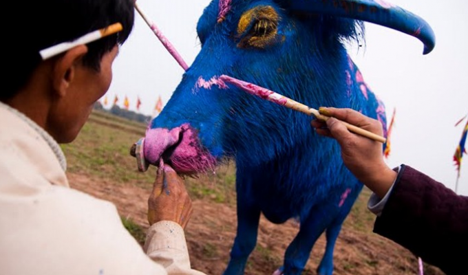 Зачем китайцы красят быков (9 фото)