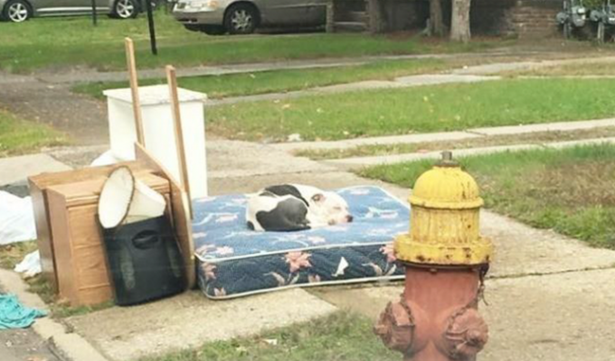 Брошенный пес целый месяц ждал хозяев на тротуаре (9 фото)