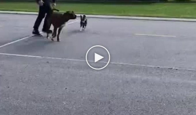 Неудачный прыжок собаки