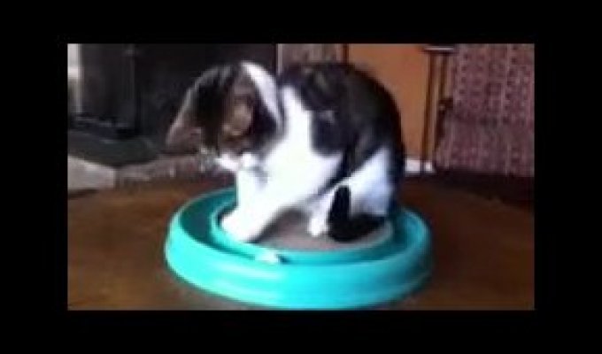 Слепой котенок играет с новой игрушкой