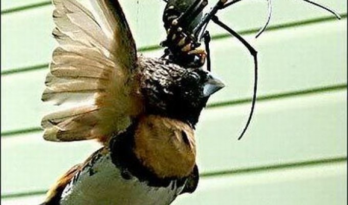 Насекомые, которые кушают птиц (11 фотографий)