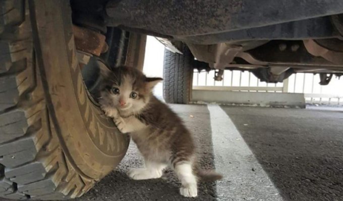 Маленький котёнок, найденный под машиной стал новым героем битвы фотошоперов (14 фото)