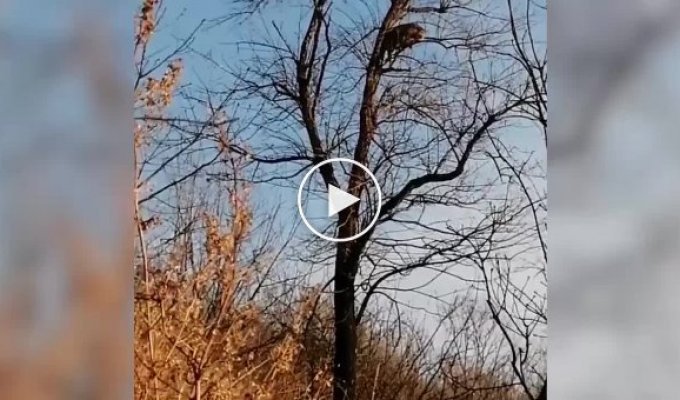Собака в Приморье загнала на дерево опасное дикое животное