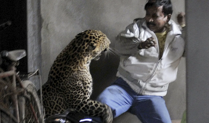 Индийский леопард: считается самой опасной для человека кошкой (9 фото)