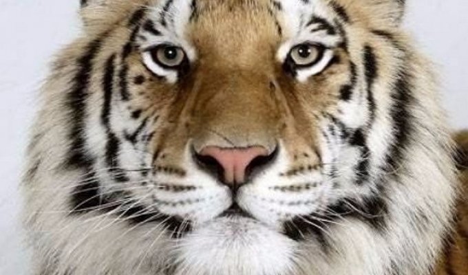 Тигры с разным окрасом шерсти (10 фото)