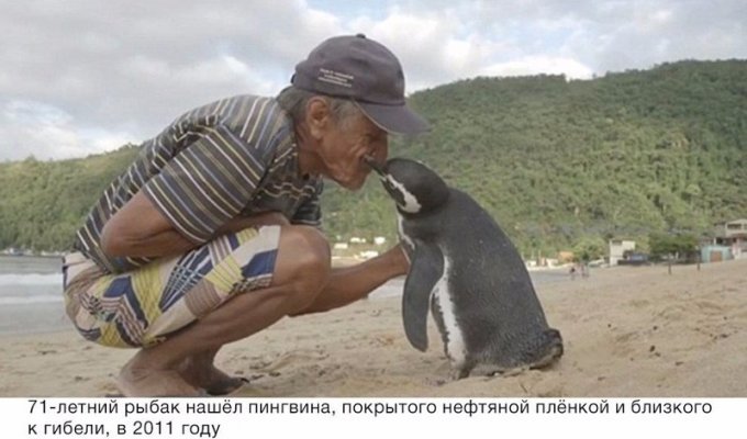 Пингвин проплывает 8000 км каждый год, чтобы увидеть человека, который спас ему жизнь (5 фото)