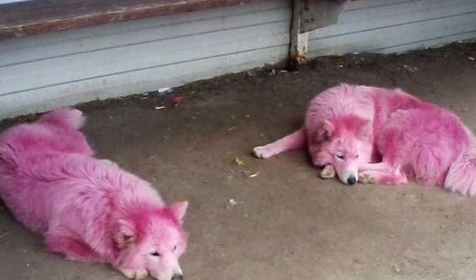 Под Геленджиком спасли розовых собак уличных фотографов (4 фото)
