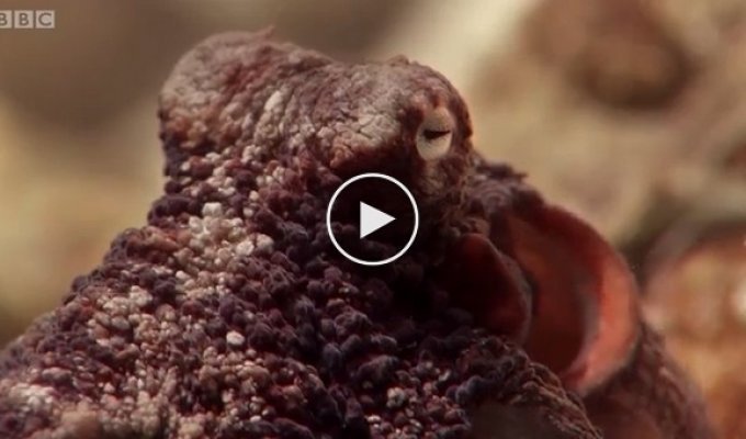 Невероятный осьминог, который вылез из воды и спокойно пошел по земле