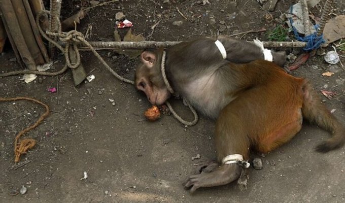 Зачем в Индии арестовывают обезьян? Какой в этом смысл? (3 фото)