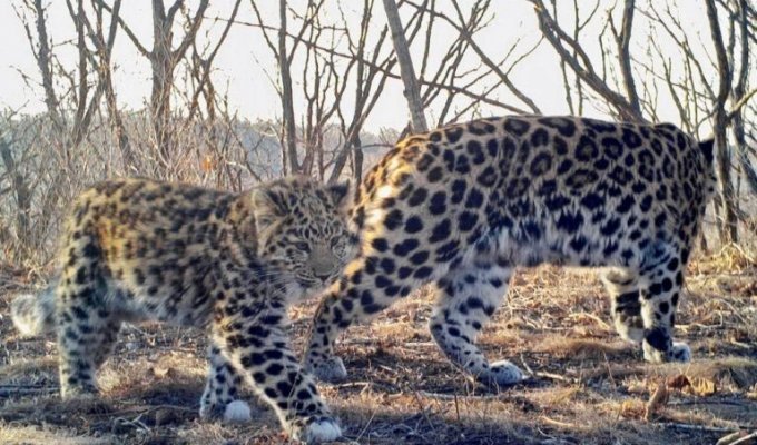 В «Земле леопарда» показали своего самого милого обитателя (4 фото)