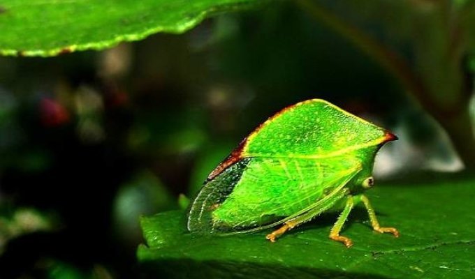 Самые необычные насекомые (6 фото)