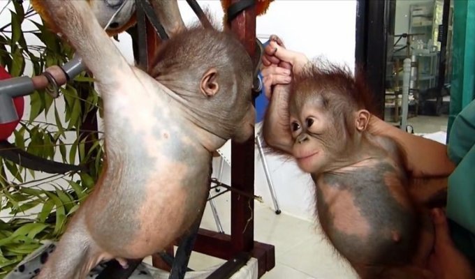 Чудом выживший малыш орангутан впервые встретил себе подобного и… зацеловал его! (12 фото + 2 видео)