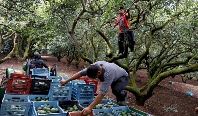 Мексиканские картели начали войну за авокадо (11 фото)
