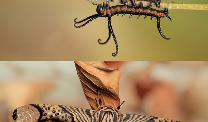 Гусеницы и бабочки, в которых они превращаются (18 фото)